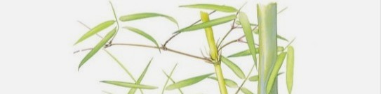bamboe gedrag